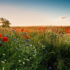 cornflowers, Meadow, rays, sun, camomiles, papavers