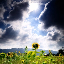 Mountains, Field, rays, sun, clouds, sunflowers