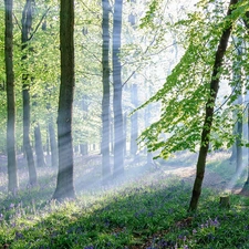 rays, sun, Path, Flowers, forest