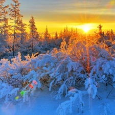 Bush, trees, rays, sun, snow, viewes