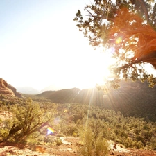 Plants, Desert, rays, sun, trees, rocks