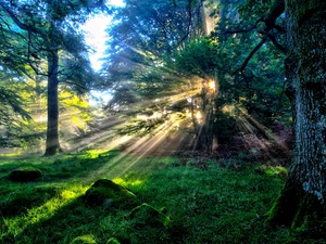 rays, sun, viewes, grass, trees