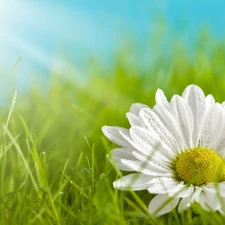 rays, sun, Flower, grass, White