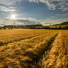 medows, field, rays, sun, woods, corn