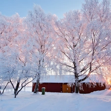 house, trees, sunny, viewes, field, rays, winter
