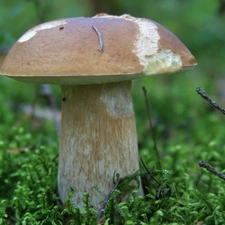 Moss, Mushrooms, Real mushroom