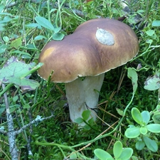 Plants, connecting, Real mushroom