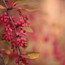 barberry, Fruits, twig, Red