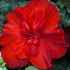 begonia, Beauty, red hot