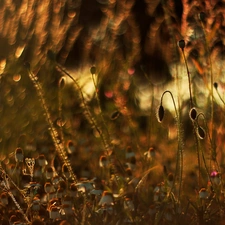 red weed, Buds, Meadow, chamomile, Flowers