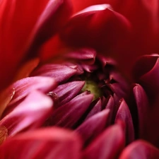 red hot, chrysanthemum