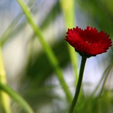 red hot, daisy