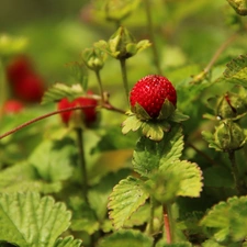 fruit, Duchesnea Indica, Red