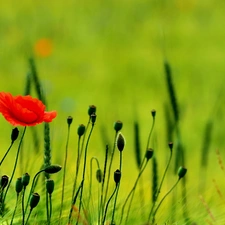 Ears, Red, red weed