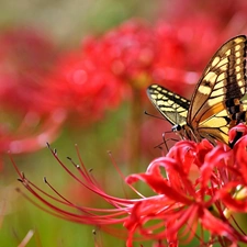 Colourfull Flowers, butterfly, Red