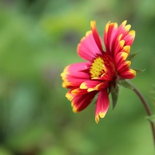 Colourfull Flowers, yellow, Red