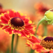 Red, Helenium, Flowers