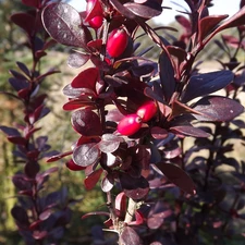 Red, Fruits, Leaf, barberry, claret