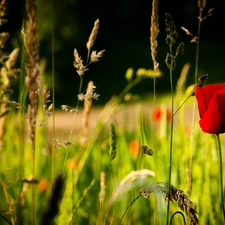 grass, Field, red weed