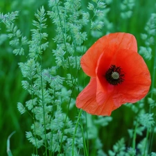 grass, Meadow, red weed