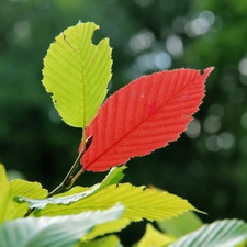 Leaf, green ones, Red