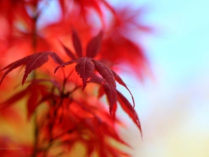 Leaf, Maple Palm, Red