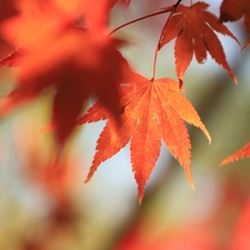 leaf, Maple Palm, Red