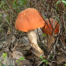 Red, Mushrooms, Leccinum