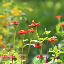 flowers, little doggies, Red