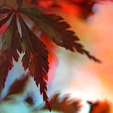 Leaf, Maple Palm, Red