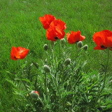 red weed, Meadow