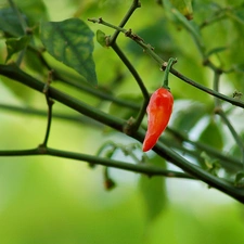 red hot, pepper
