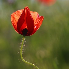 Colourfull Flowers, red weed, Red