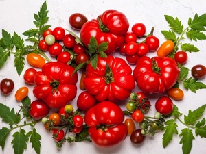 little doggies, leaves, Red, Big, tomatoes