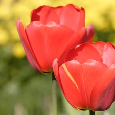 Tulips, Two cars, Red