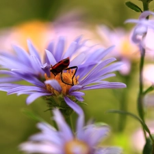 Red, Smith wingless, Aster, Insect, Violet