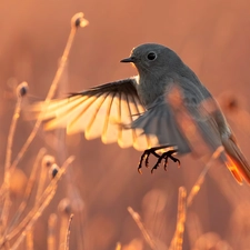 Plants, Bird, Black Redstart