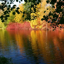 reflection, River, Bush