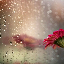 reflection, drops, Gerbera, Glass, Colourfull Flowers