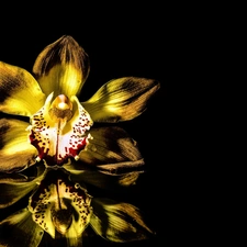 Colourfull Flowers, black background, reflection, orchid