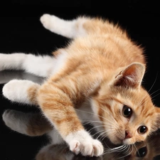 reflection, ginger, kitten