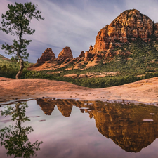 trees, Mountains, puddle, reflection, pine, rocks