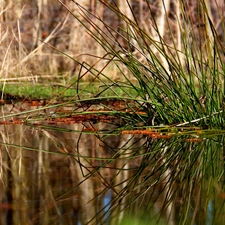 reflection, grass, water