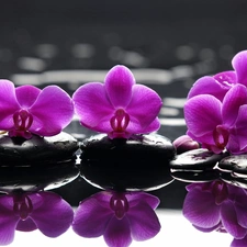 reflection, orchids, water