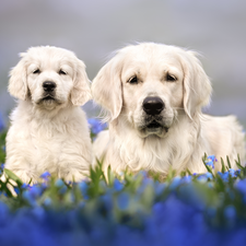 Two cars, Golden Retriever, Puppy, Dogs