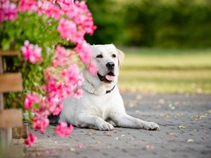 Flowers, dog, Labrador Retriever