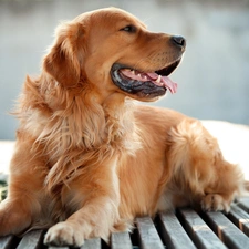 retriever, breathless, golden