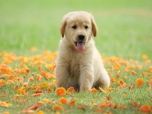 Meadow, Leaf, Golden Retriever, tongue, Puppy