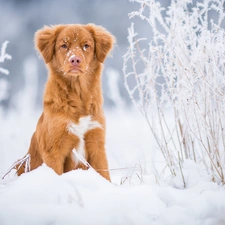 dog, snow, Plants, Retriever Nova Scotia