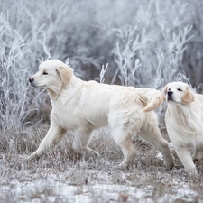 Golden Retrievery, Two cars, Dogs